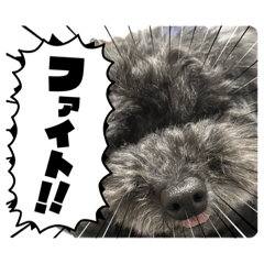 satoshikuku