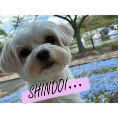 maru_20260624223731
