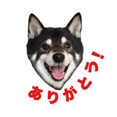 TARO STAMP_20260624230418