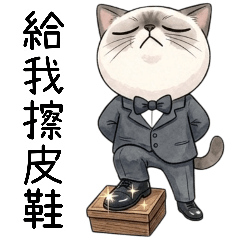 Siamese cat Api's Taiwanese memin mantra