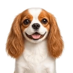 Animated Cavalier King Charles Spaniel 1