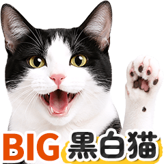 [Big letters] Black and White Cat photo2