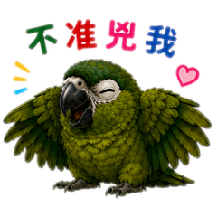 紅肩鸚鵡-今天不准兇我！