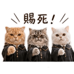 貓咪日常*