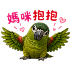 紅肩鸚鵡-天天都要賴著