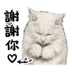 Bonmaru Daily 日常