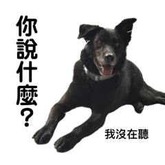 狗狗們又來了4