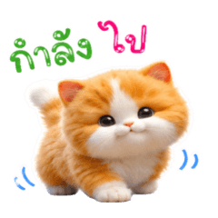 Ging_CaKo Cat