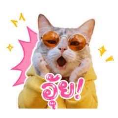 Ging_KoKo Cat