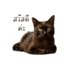 KOKO :)