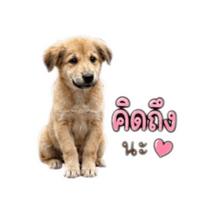 Puk_20260507030652