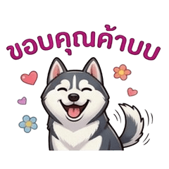 Mr.Wan Cute Siberian Huskies