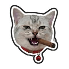 Moody Leo Cat