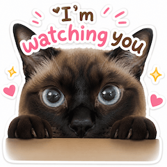 MOMO The Siamese Cat!!