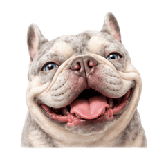 french Bulldog merle