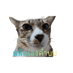 Catloverlove