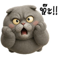 Bo! Grumpy Gray Cat so anoyying