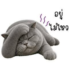 Mochi the Grumpy Gray Cat