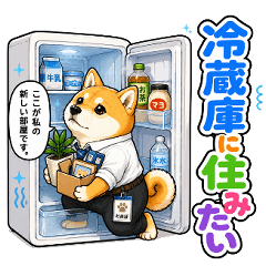 Everyday Summer Shiba