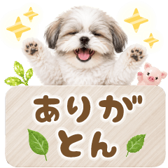 誰でも使える大人可愛い☆癒しシーズー