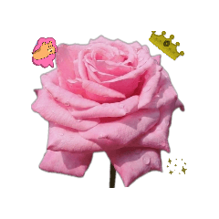 沈默•就送花吧!優雅的句點:玫瑰系列A0
