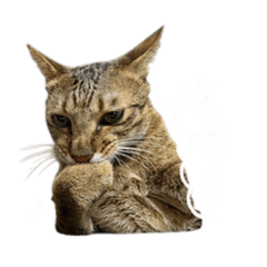 賴打值得信賴