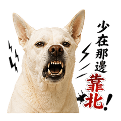 Even the dog will spit on you
