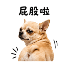 Chihuahua's Taiwanese catchphrase