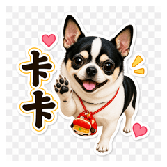 吉娃娃卡卡來了1