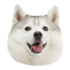 yeka_husky6
