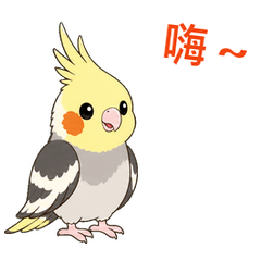 Animated Cockatiel Rosy's Daily Life