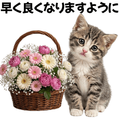 Get Well Soon: Flowers, Cats & Messages