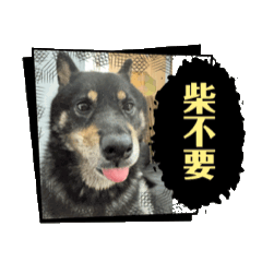 海苔是一隻愛撒嬌的柴