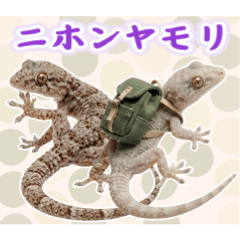 働く！ニホンヤモリの日常
