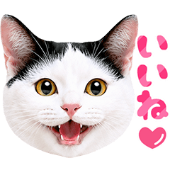 Black and White Cat photo sticker2