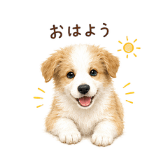 Daily Border Collie Pup