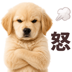 Golden Retriever Pup What are you doing?