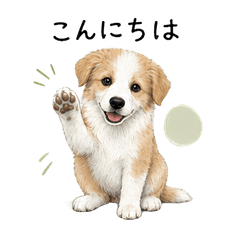 Chill Border Collie Pup