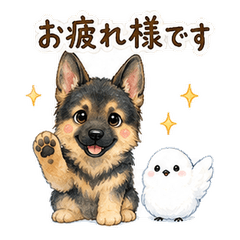 German Shepherd and Shimaenaga Keigo