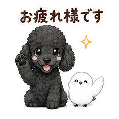 Standard Poodle and Shimaenaga Keigo