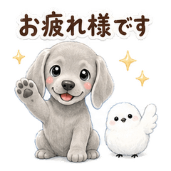 Australian Shepherd and Shimaenaga