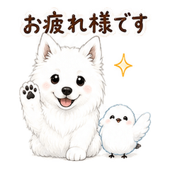Japanese Spitz and Shimaenaga Keigo