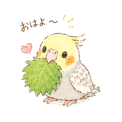 Haru the Cockatiel