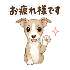 Italian Greyhound Business Keigo