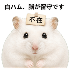 Absent-Minded White Hamster