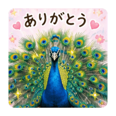 Elegant Peacock Stickers