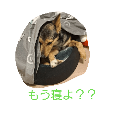 HACHI_20260625023055