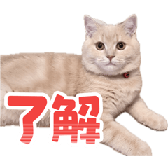 natsumi_20260626084234