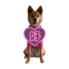 Hana the half shiba baby