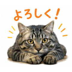 dai.w_20260625132951